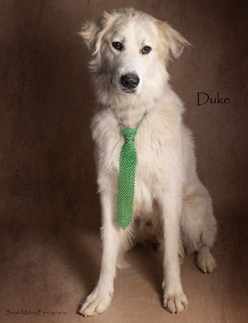 Duke