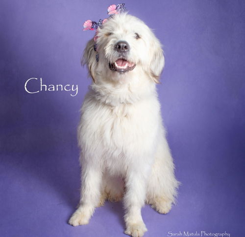 Chancy