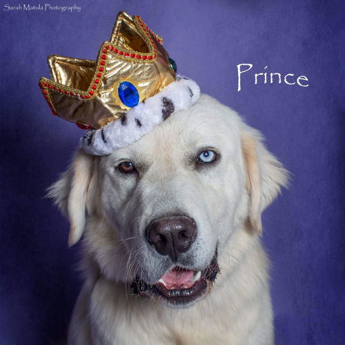 Prince