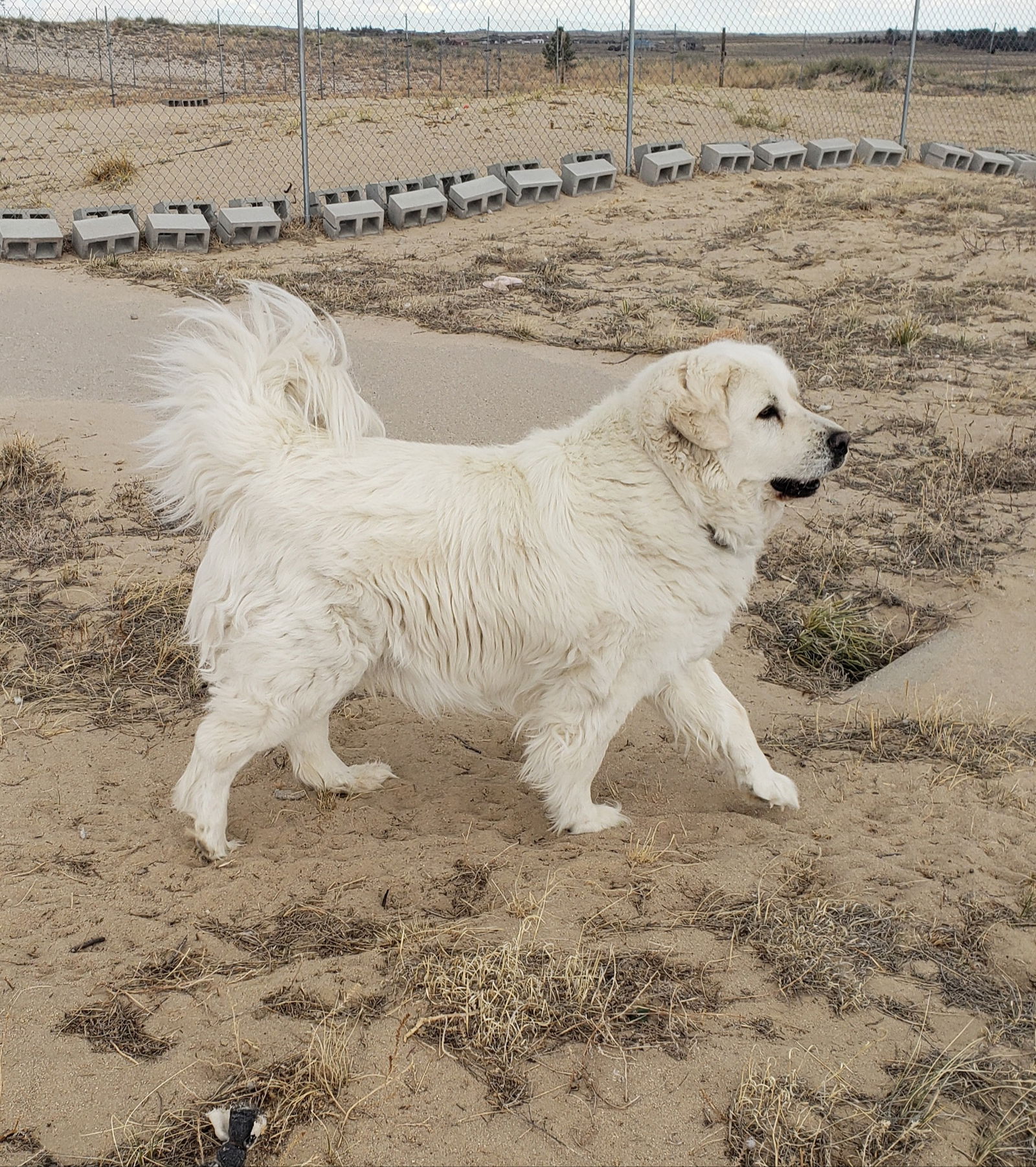 Great pyrenees sale rescue and sanctuary