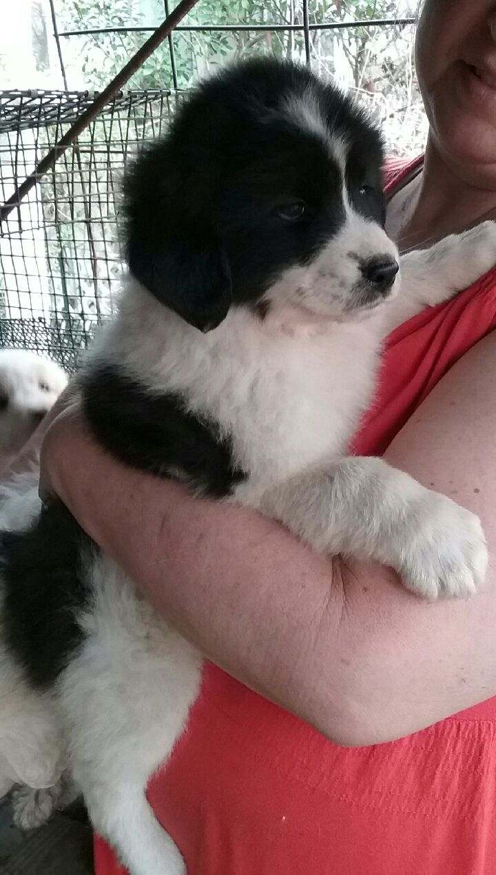 Pyrenees and store australian shepherd mix