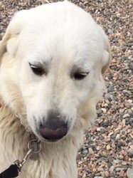 ODIE