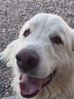 DUKE