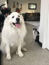 NANOOK