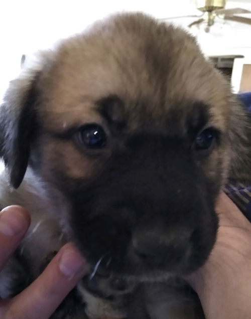 MOJO