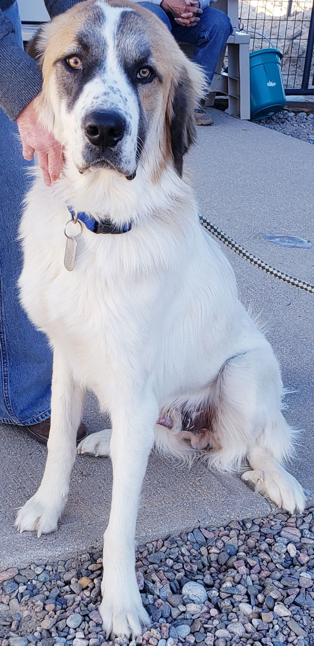 Anatolian store pyrenees dog