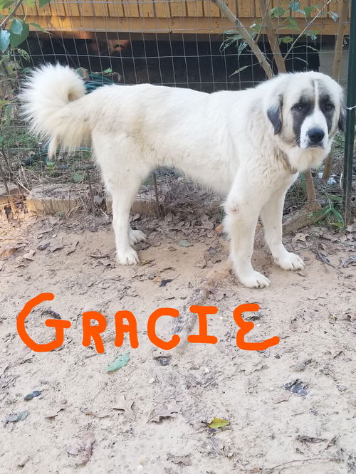 GRACIE