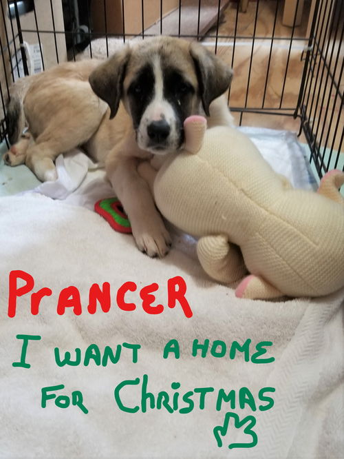 PRANCER