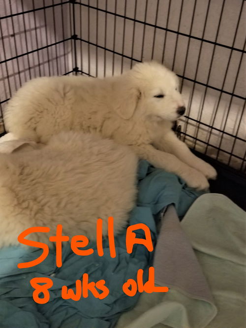 STELLA