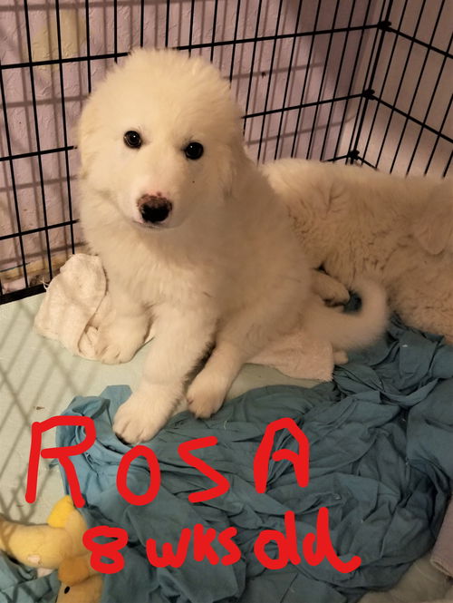 ROSA