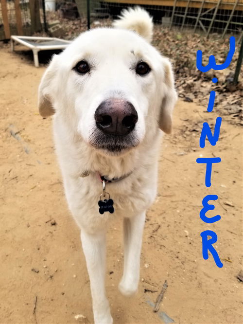 WINTER