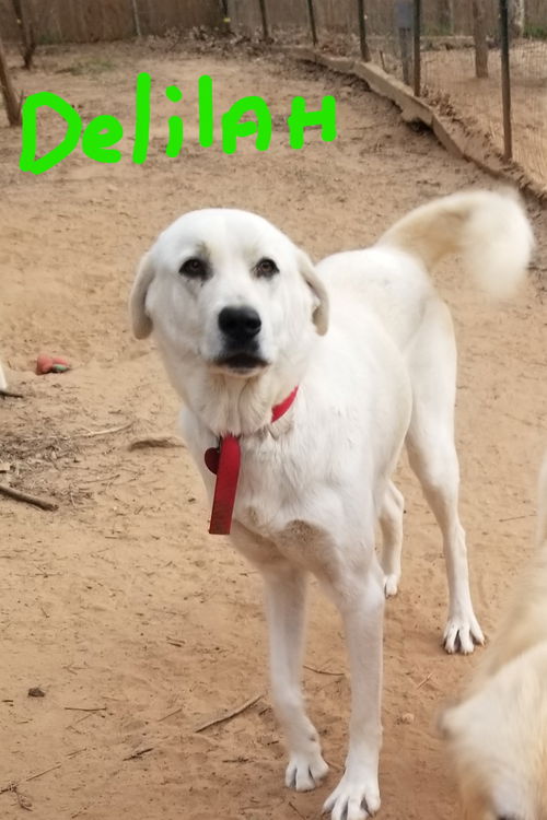 DELILAH