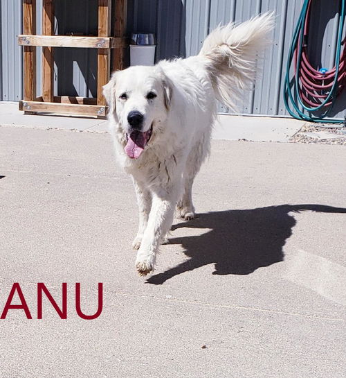 ANU