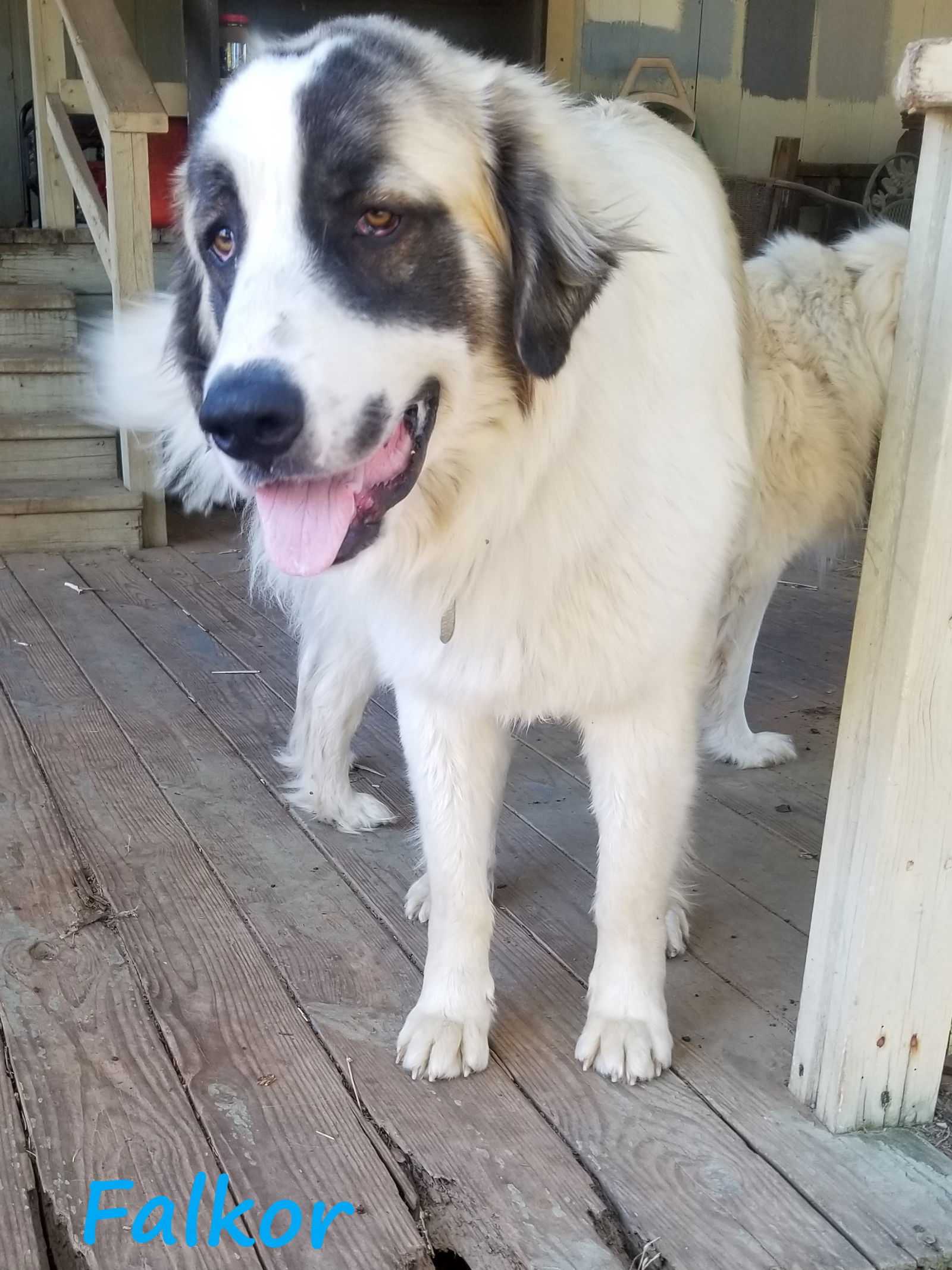 Pyrenees and anatolian shepherd shops