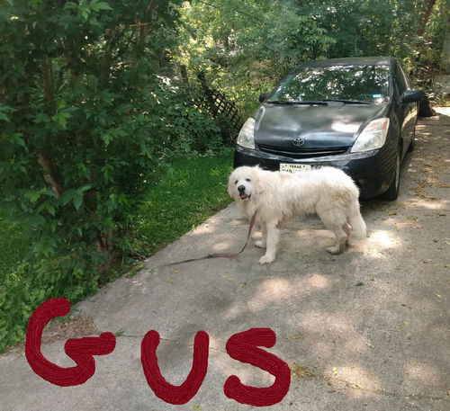 GUS