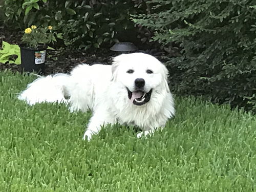 MAXIE