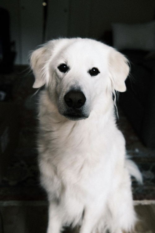 OTTO