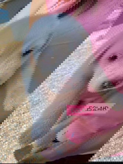 ECLAIR