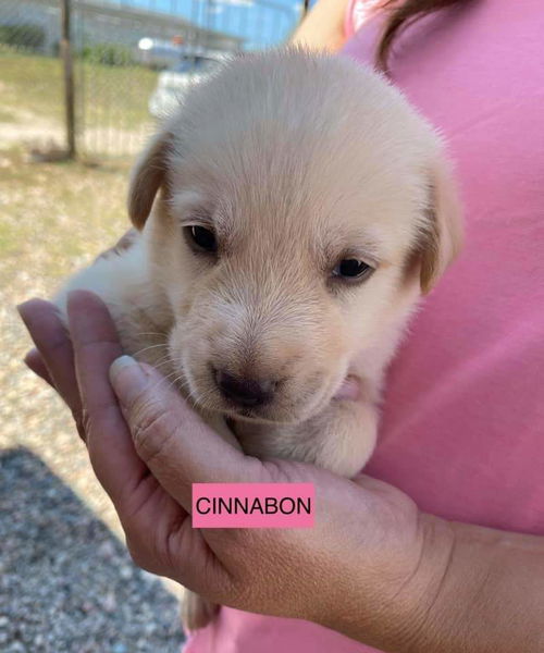 CINNABON