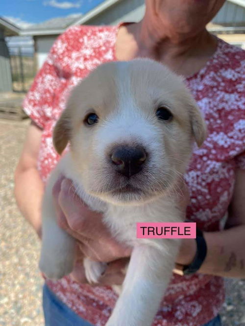 TRUFFLE