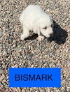 BISMARK