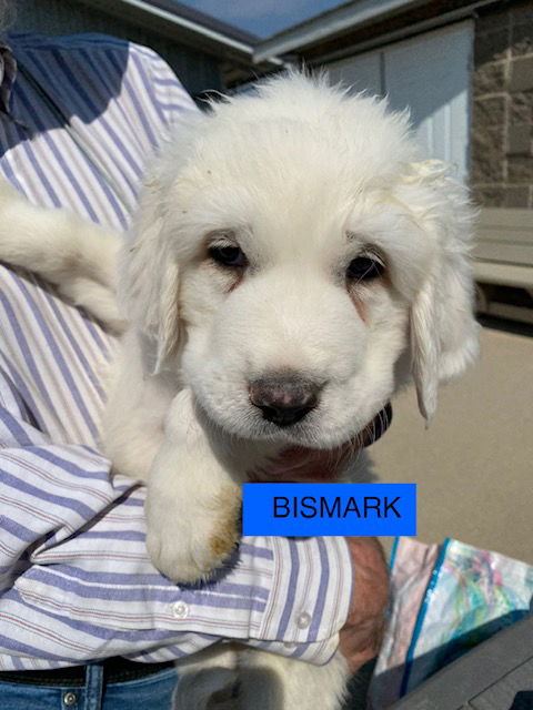 BISMARK