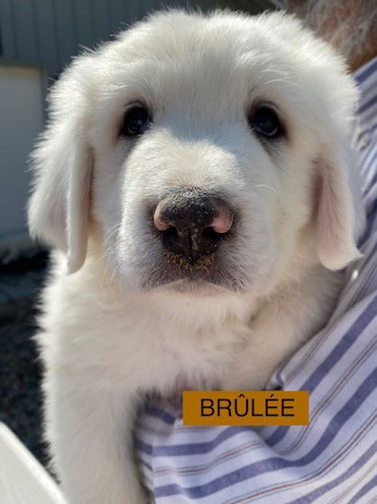 BRULEE