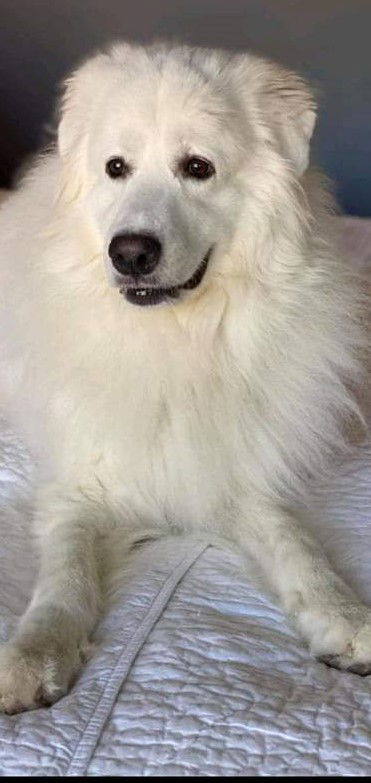 Samoyed great best sale pyrenees mix puppy