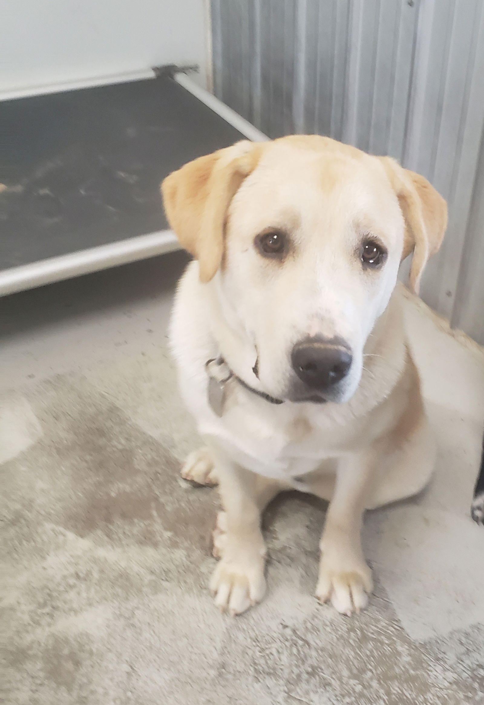 Great pyrenees store yellow lab mix