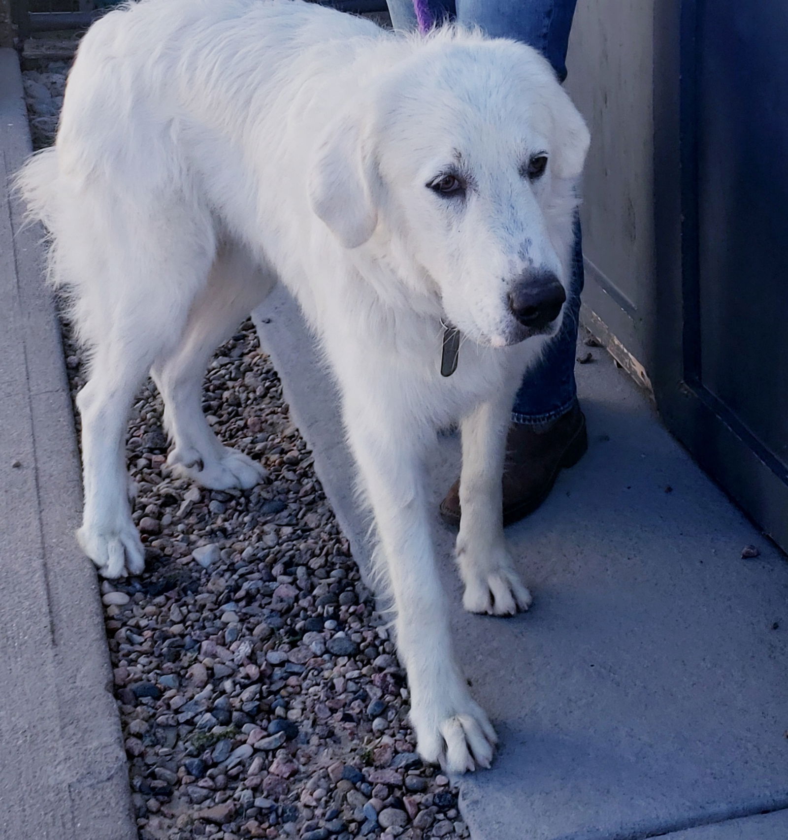 Great pyrenees sale rescue and sanctuary