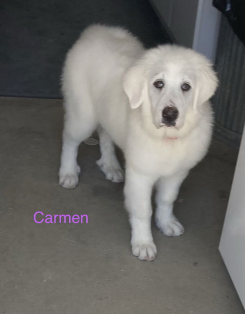 Carmen