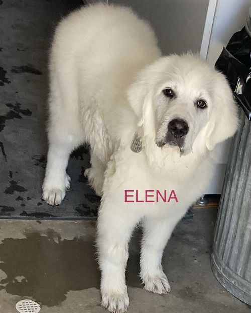 ELENA