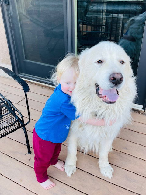 Great pyrenees and store children