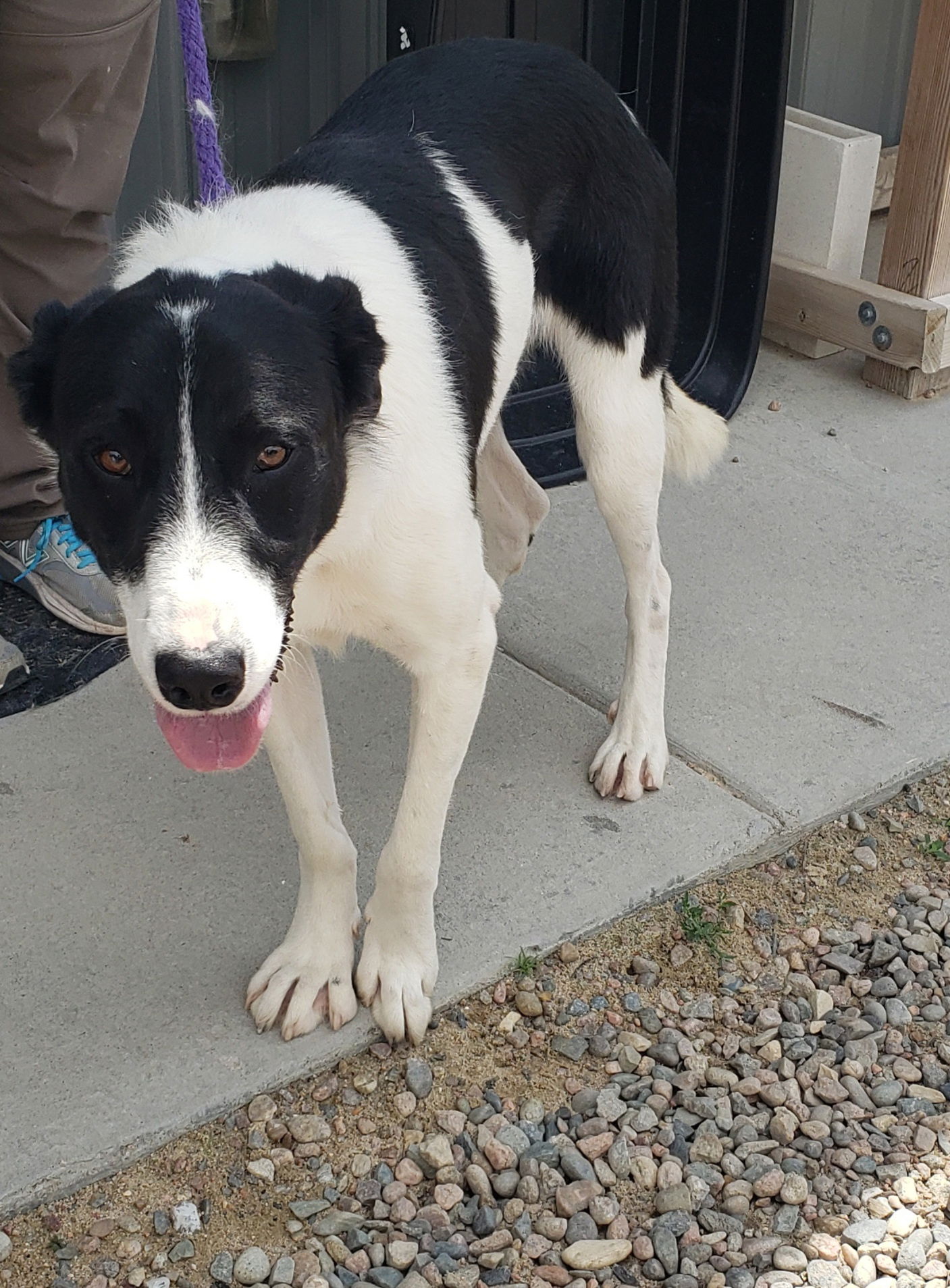 adoptable Dog in Peyton, CO named NERO