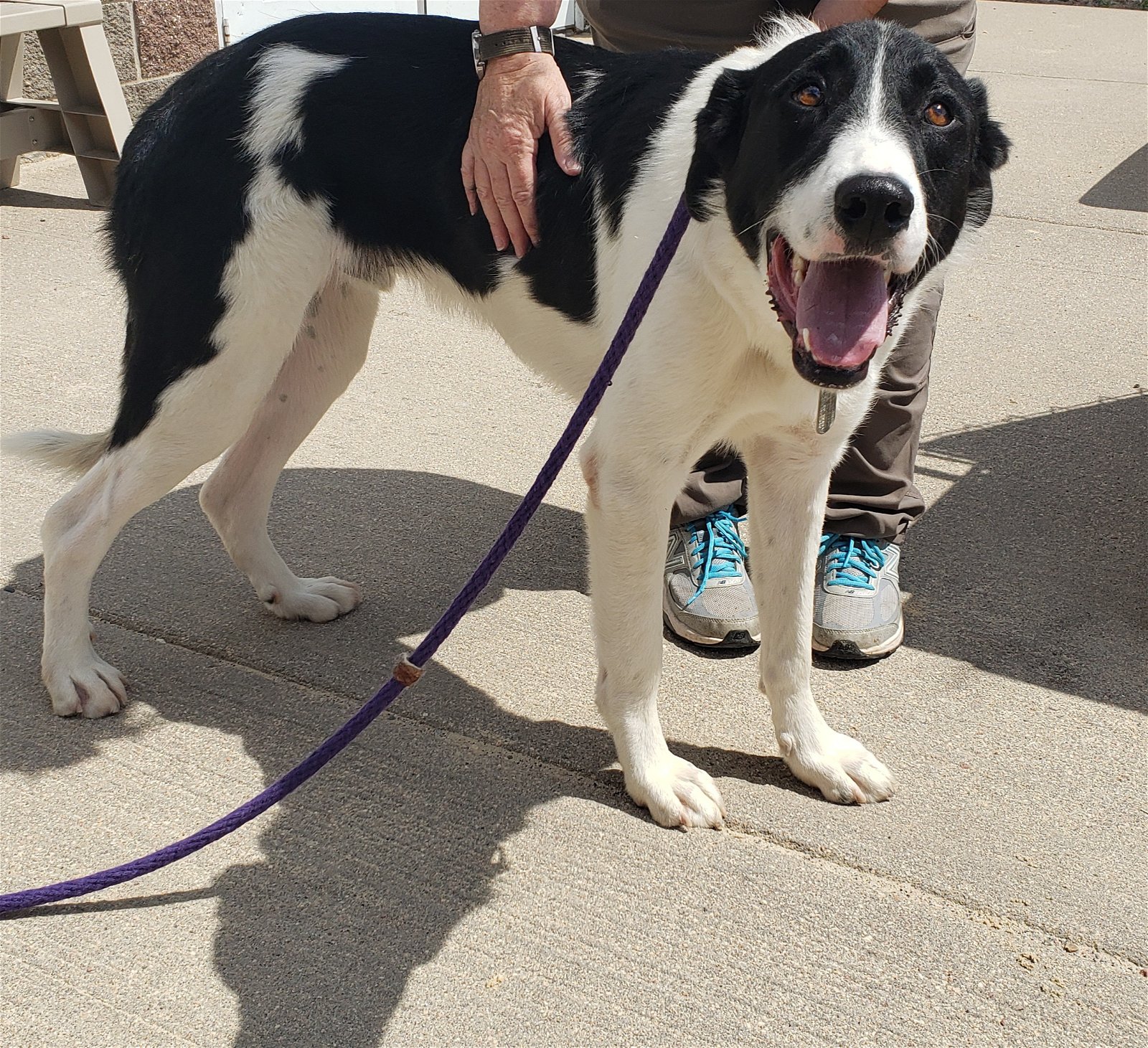 adoptable Dog in Peyton, CO named NERO