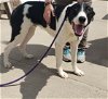 adoptable Dog in peyton, CO named NERO