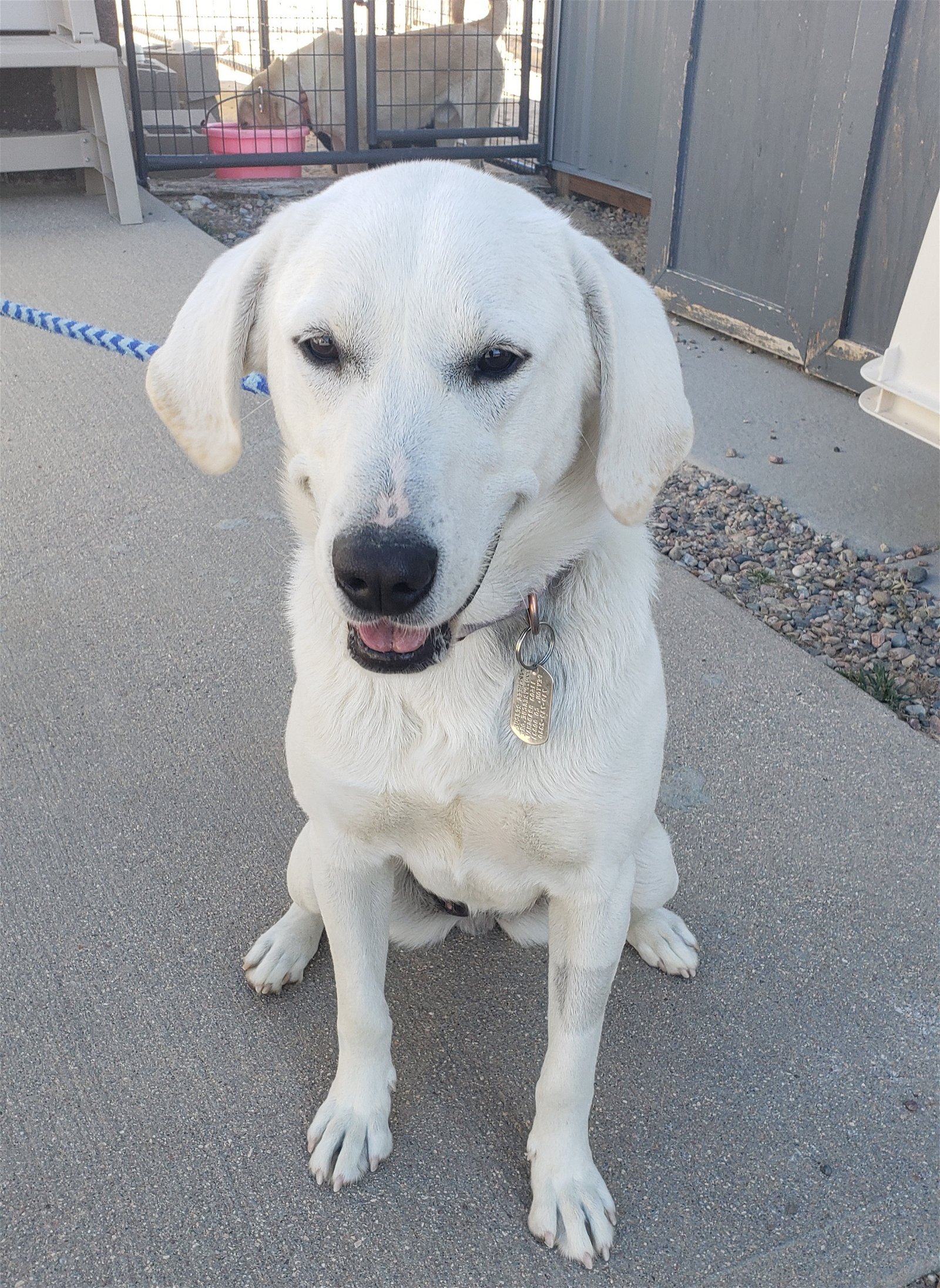 adoptable Dog in Peyton, CO named PEACHES