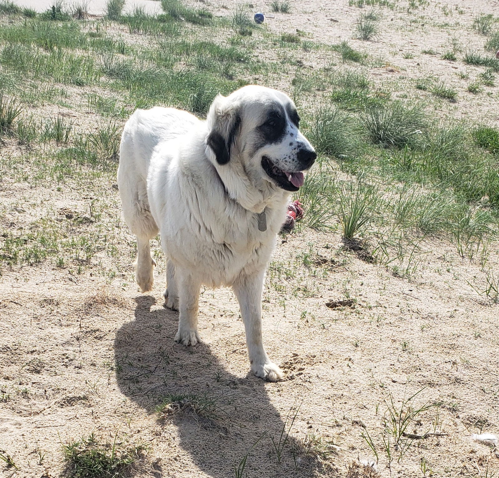 Great pyrenees mixed 2024 with anatolian shepherd