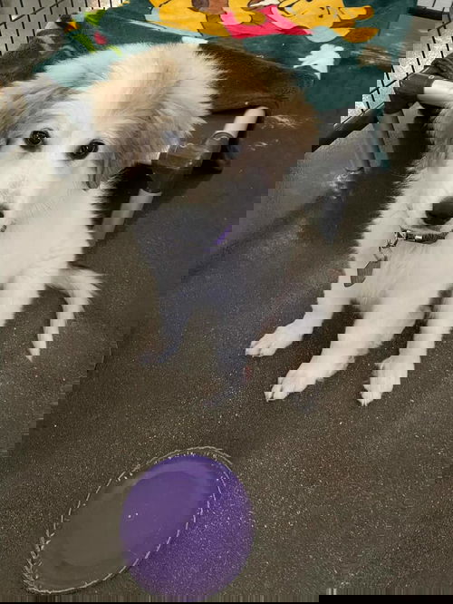 ZENA