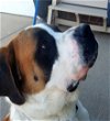 adoptable Dog in peyton, CO named TUCKER