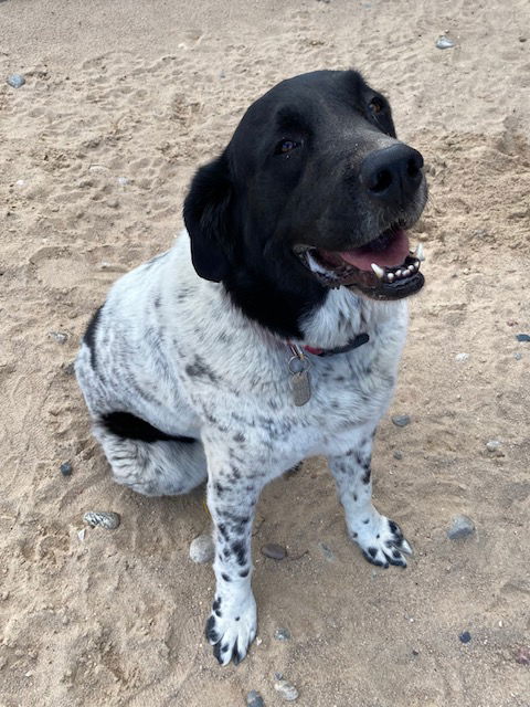 adoptable Dog in Peyton, CO named HUDSON