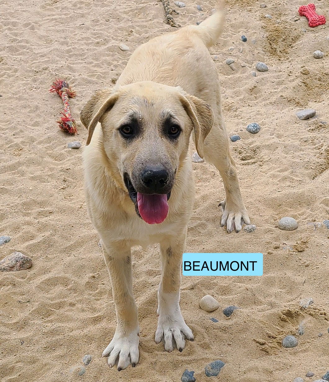 adoptable Dog in Peyton, CO named BEAUMONT