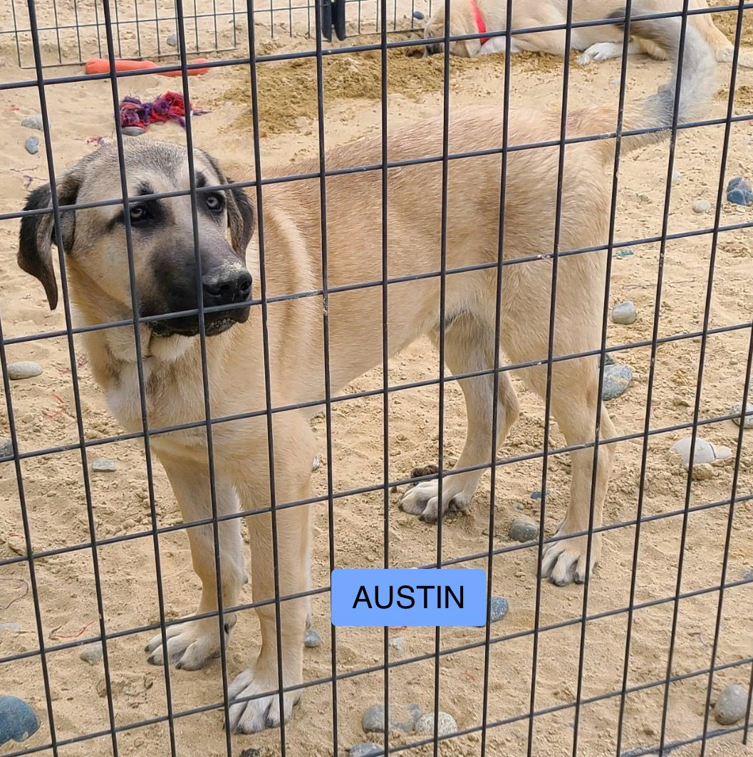 adoptable Dog in Peyton, CO named AUSTIN