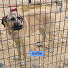 adoptable Dog in  named AUSTIN