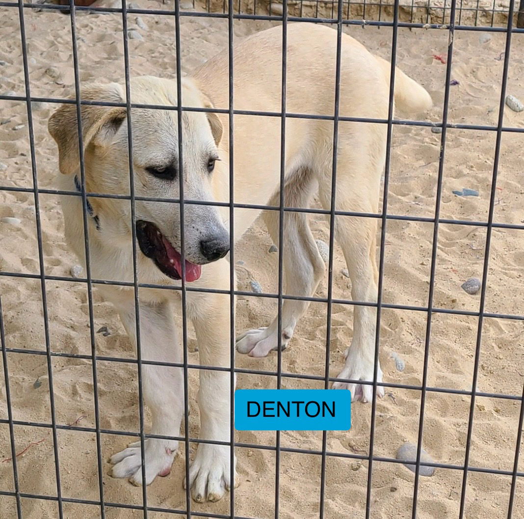 adoptable Dog in Peyton, CO named DENTON