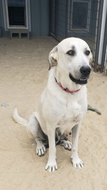 adoptable Dog in Peyton, CO named MARGO