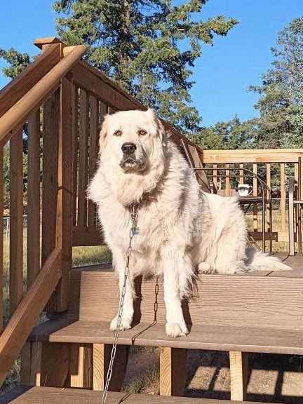 adoptable Dog in Peyton, CO named BIANCA