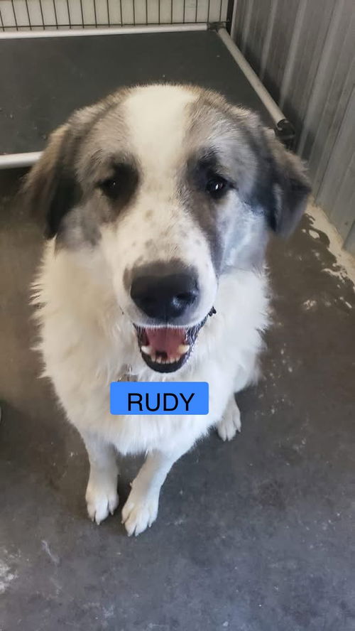 RUDY