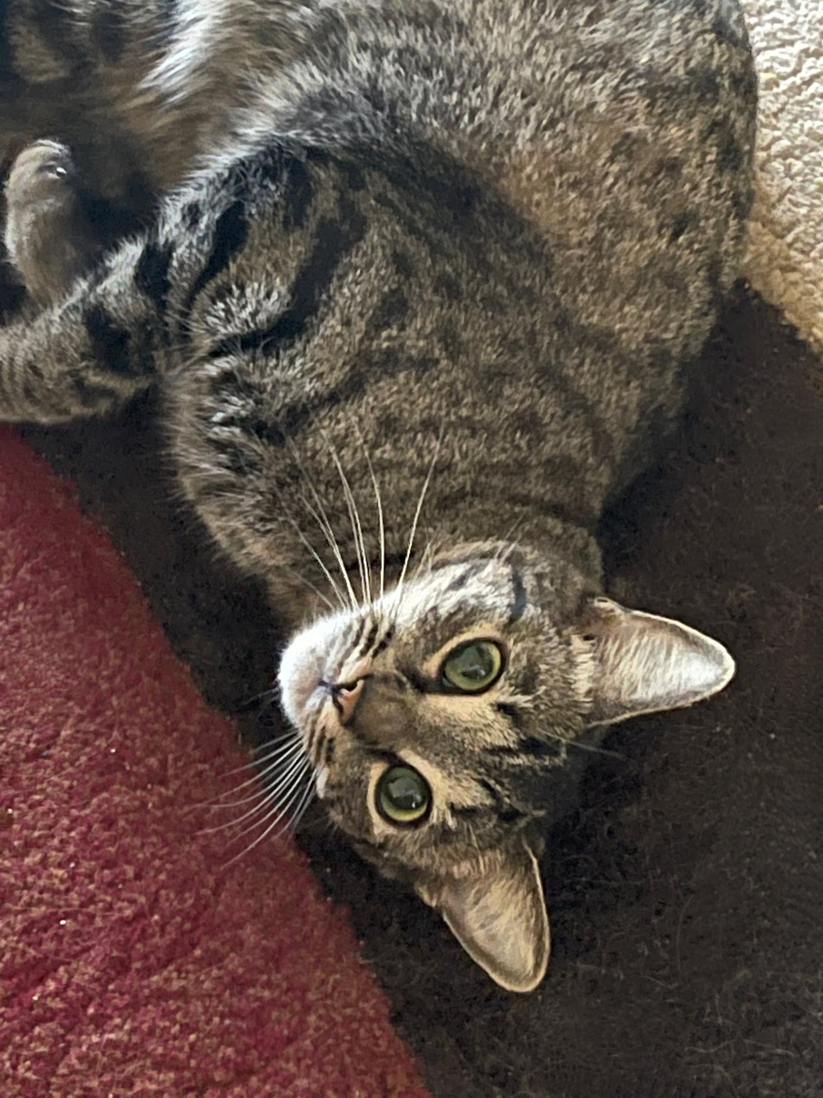 Cats for Adoption in Spokane, Washington Alpha Paw