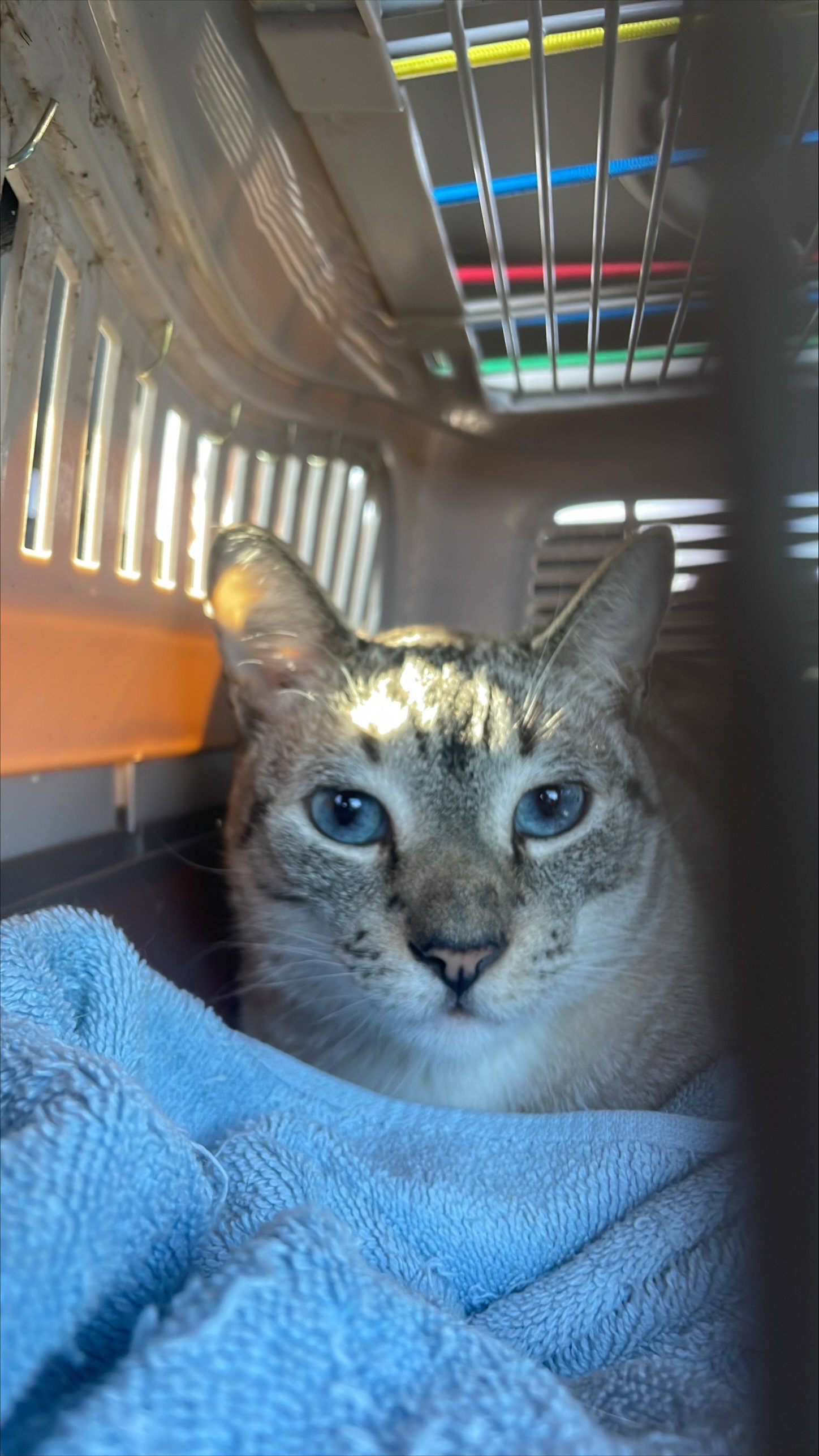 Cats for Adoption in Spokane Valley, Washington Alpha Paw